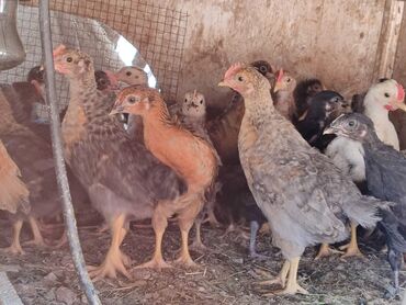 kənd cucesi: Куриные цыплята, Для разведения