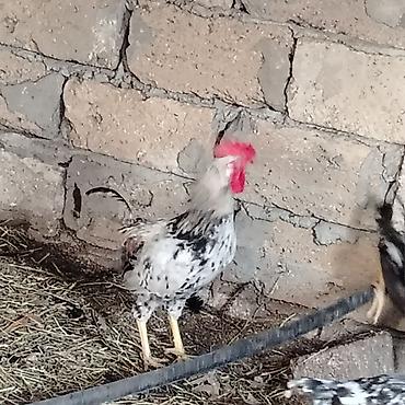 qara avstraloq: Qarışıq yerli toyuq və xoruz sürüsü - Cinslər: yerli qarışıq (ağ — 9