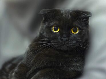 сколько стоит вислоухий кот: Кошка даром: Скотиш Фолд (Шотландская вислоухая), 5 месяцев, Девочка, Приучена к лотку