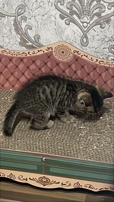 Отдам даром кошку: Кошка даром: Беспородная, 2 месяца, Мальчик, Приучена к лотку, Проглистована