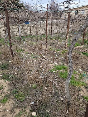 tor satisi: 🍇 ÜZÜM AĞACLARININ SATIŞI 🍇 Bağ salmaq istəyənlər üçün hazır və — 5