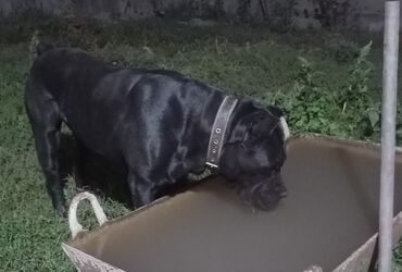 Продажа собак: Щенки Кане корсе - Порода: Кане корсе (коренастые, складчатая — 7