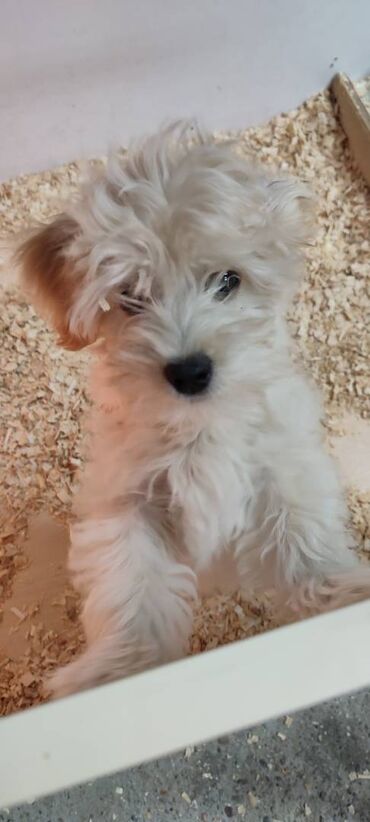 Psi: Na prodaju štene mužijaka havanskog bišona, izložbenog potencijala na lalafo.rs — 10 Psi: Na prodaju štene mužijaka havanskog bišona, izložbenog potencijala — 10