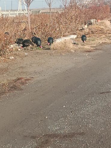 Индюки: Продаю | Индюшка (самка) | Черный принц | Для разведения | Племенные — 8
