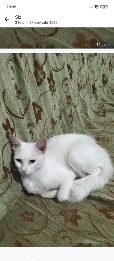 отдам котёнка в добрые руки: Dişi, Yaxşı əllərə