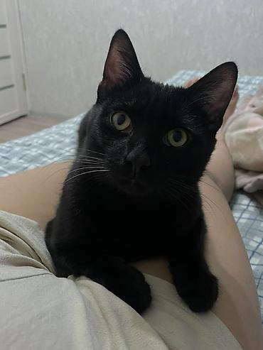 кошка ххх: Кошка даром: Беспородная, 1 год, Мальчик, Приучена к лотку — 1
