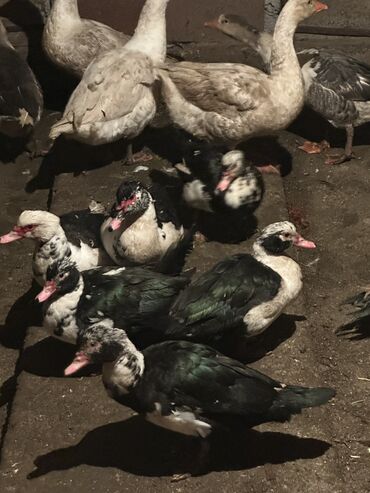 Птицы: Утки 650 сом 
Гуси 2000 сом — 7