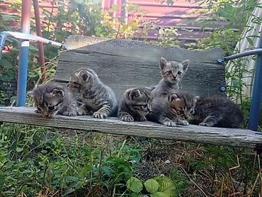 кошка серый: Отдам котят в хорон руки, есть и коты и кошки. Очень ласковые и — 2
