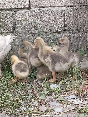 tap az goyercin satisi: Satilir boyukler 13 manat balacaları 10 manata — 1