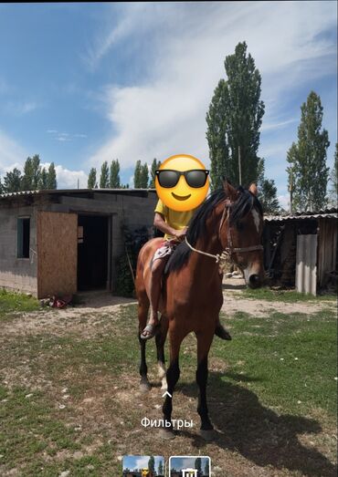 час пик такси сокулук номер телефона: Айгыр сатылат 5 жаш бою 165 улака 1.2 жолу салынган варианттары бар
