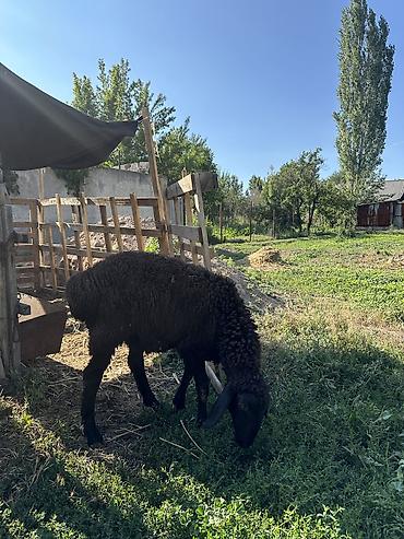 арашае: Продаю | Ягненок | Арашан — 3