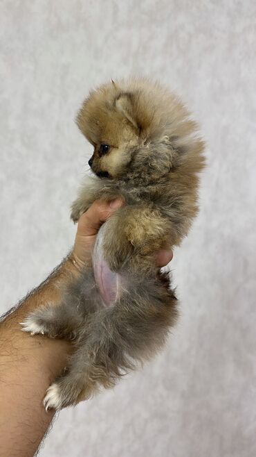 İtlər: Şpitz, 2 ay, Erkek, Peyvəndli, Ünvandan götürmə — 10