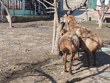 Баран, овца: Продаю | Баран (самец) | Арашан | Для разведения — 5