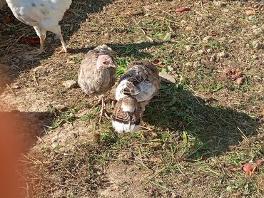 İtlər: Məhsul: Hinduşka cücələri Təsvir: - Şəkildə təbii şəraitdə bəslənən