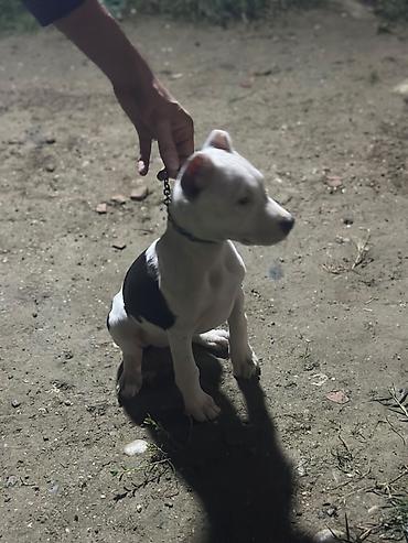 pop it: Pitbul, 2 ay, Dişi, Peyvəndli, Ödənişli çatdırılma — 1