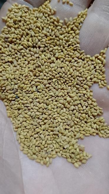 Другие виды семян и саженцев: 🌿Эспорцет үрөн урук 115 🌿Сатылат 🌿Дүң жана чекене 🌿Текшерүүдөн — 3