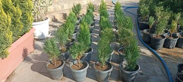 Ağaclar: Dekorativ çöl bitkilərinin satışı və Sifarişlə yetişdirilməsi.Satış -da lalafo.az — 11 Ağaclar: Dekorativ çöl bitkilərinin satışı və Sifarişlə yetişdirilməsi.Satış — 11