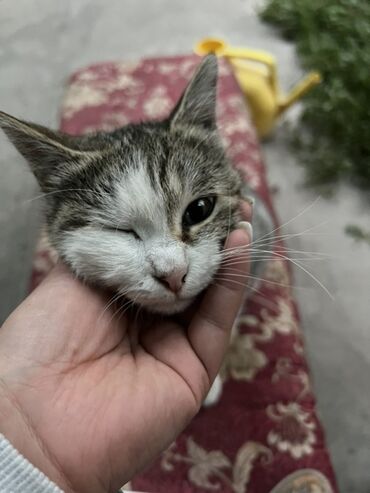 взять котика в добрые руки: Мышык бекер берилет: Породасыз, 1 жаш, Ургаачы