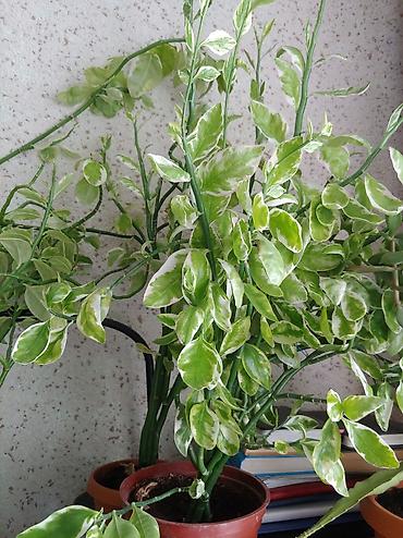 Другие комнатные растения: Продаются цветы от 200 до 500 сом — 11