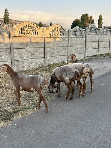 дакан корос: Продаю | Овца (самка) | Для разведения | Ярка — 2