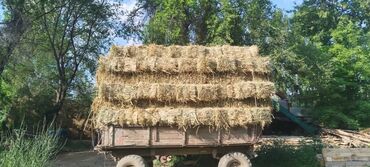 корм для собак в больших мешках: Продаю тюки.ячмень с камышом. 360 шт.цена договорная