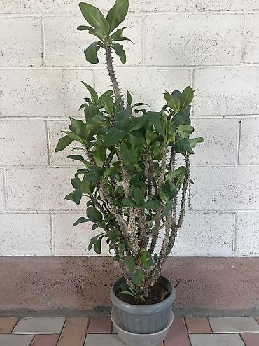 молочай: Молочай Миля (Euphorbia milii), крупный комнатный суккулент в горшке — 1
