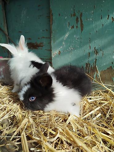 Dovşanlar: Miniatür dekorativ dovşanlar – müxtəlif rənglər və uzun tüklü Lionhead — 3