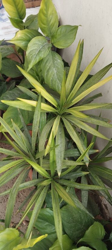 Otaq bitkiləri: Qadın xöşbəxtliyi gülü, torpağı münbit torpaqdır,gül sağlamdır,ev və — 8