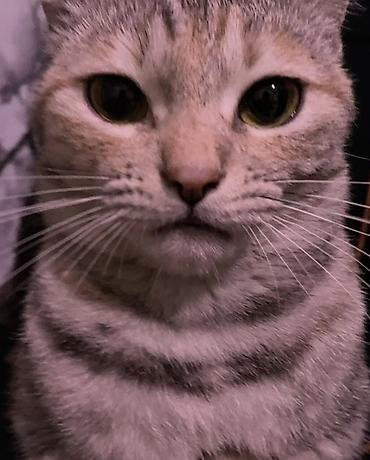 Находка и пропажа кошек: Пропала : Беспородная, Девочка — 1