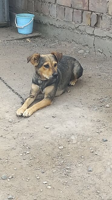 отдам даром сабаку: 3 жаш, Ургаачы