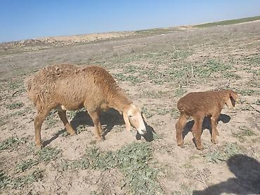 Баран, овца: Продаю | Овца (самка) | Арашан — 9