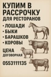 дом для собака: Сатып алам | Жылкылар, аттар | Союуга, этке