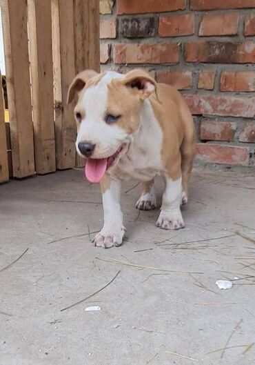 Psi: Američki Stafordski terijer, plavi štenci Na prodaju dva muška šteneta — 12