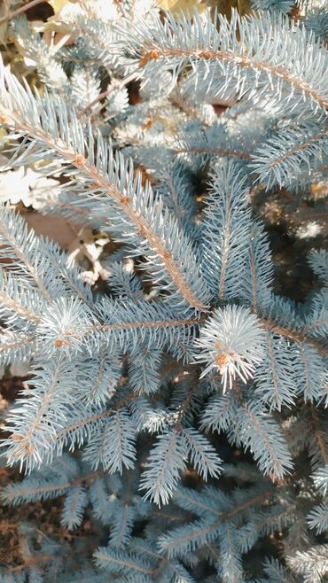 семена экспарцеп: Голубая ель – это полноправная королева среди других деревьев