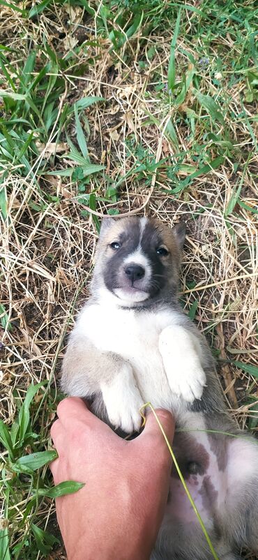 pitbull balası: Xaski, 2 ay, Erkek, Ünvandan götürmə lalafo.az -da pitbull balası: Xaski, 2 ay, Erkek, Ünvandan götürmə