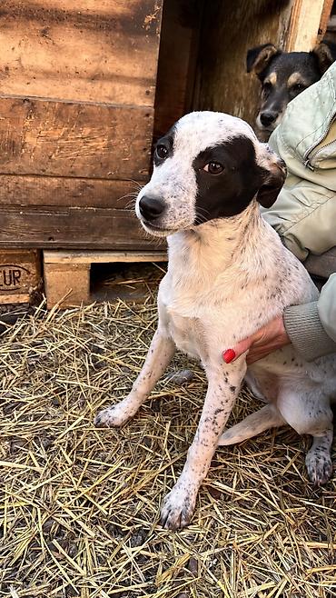 Отдам даром собаку: Собака даром: Дворняжка, 3 месяца, Самка, С прививкой — 1