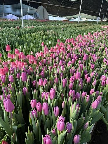 Букеты из живых цветов: Тюльпаны на 8 марта Принимаю корпоративные заказы с оформлением 16 — 20