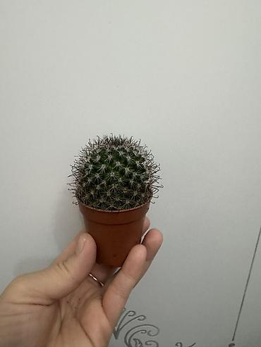 Замиокулькас (Долларовое дерево): Комнатные растения в горшках (на выбор): 1) Замиокулькас (Zamioculcas — 16