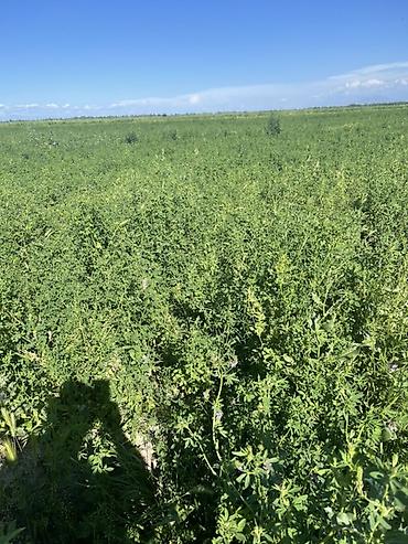 Корма для с/х животных: Беде тюк сатылат Сокулукта. 2-3 чү орум,беде суугарылган, гүлдөтүп — 8