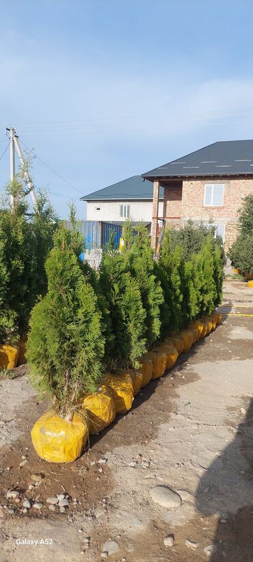 Декоративные деревья: Саженцы деревьев: Туи, Платная доставка at lalafo.kg — 3 Декоративные деревья: Саженцы деревьев: Туи, Платная доставка — 3