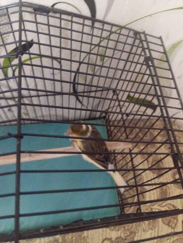 Bülbüllər: Salam. Bulbul satilir. 10 ayliqdi. Fevral ayinin qusudu. Oz qusumun -da lalafo.az — 16 Bülbüllər: Salam. Bulbul satilir. 10 ayliqdi. Fevral ayinin qusudu. Oz qusumun — 16