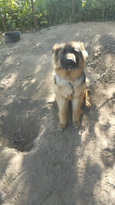 хмонг собака: Продается немецкая овчарка чистокровный 1год. находится Иссык куле с