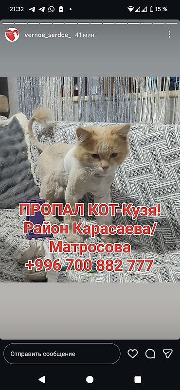 Пропала : Беспородная, Мальчик, Рыжий at lalafo.kg Пропала : Беспородная, Мальчик, Рыжий