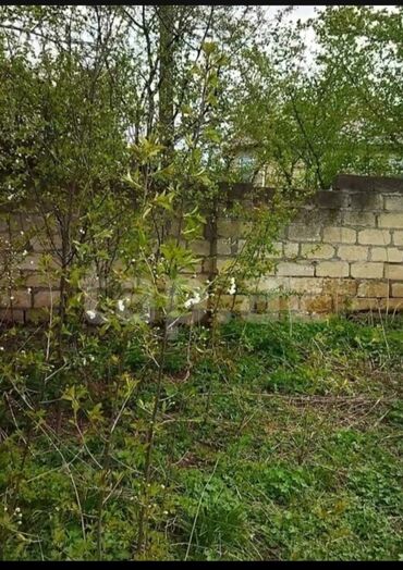 Kirayə torpaq sahələri: 12 sot, Tikinti, Mülkiyyətçi, Kupça (Çıxarış)