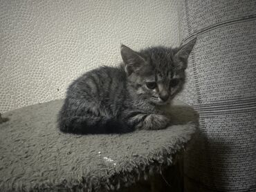 купить домик для кота: Кошка даром: Беспородная, 2 месяца, Девочка