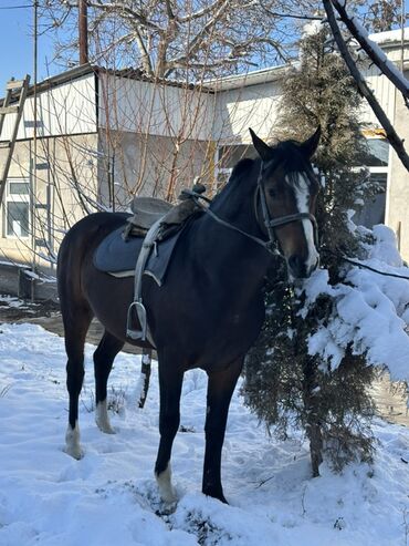 Лошади, кони: Продаю | Конь (самец) | Рабочий — 3