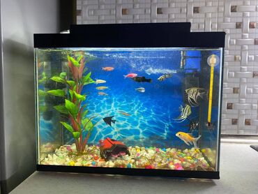 Akvariumlar: Dördbucaq akvarium, Boş, 30 l, Ünvandan götürmə