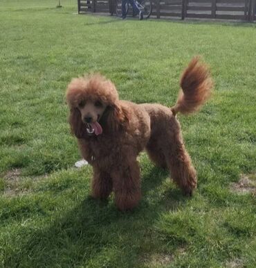 Psi: Pudla, rasa poznata po svojoj visokoj inteligenciji, eleganciji i na lalafo.rs — 15 Psi: Pudla, rasa poznata po svojoj visokoj inteligenciji, eleganciji i — 15