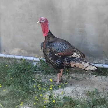 sort pişik: Erkək, Amerika, Ətlik, Pulsuz çatdırılma