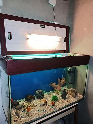 akvarium daş: Dördbucaq akvarium, Boş, 297 l, Ünvandan götürmə — 2